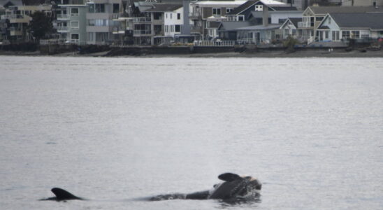 This orca continues to carry its dead calf heartbreaking images