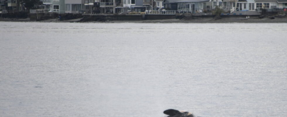 This orca continues to carry its dead calf heartbreaking images