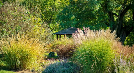 This popular plant is prohibited in gardens a heavy