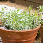 To save your plants from the cold this week here