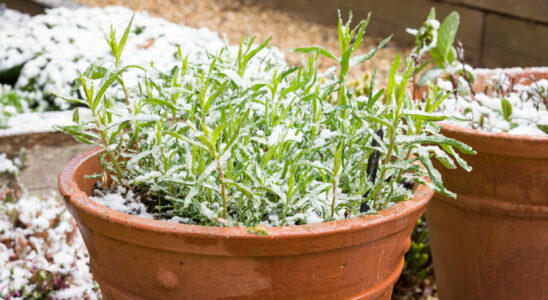 To save your plants from the cold this week here