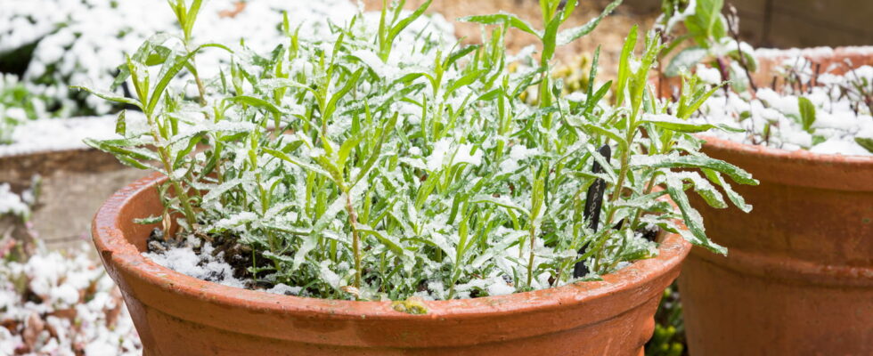 To save your plants from the cold this week here