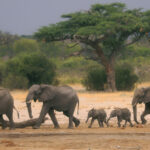 lost in an animal reserve a child survives five days