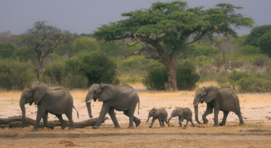 lost in an animal reserve a child survives five days