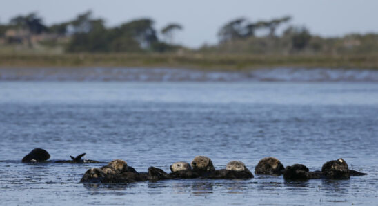 the sea otter a new miracle solution against the proliferation