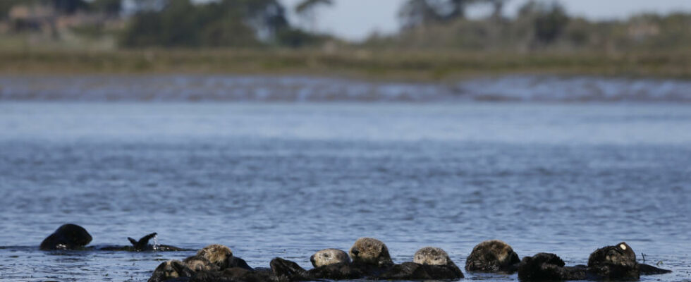 the sea otter a new miracle solution against the proliferation