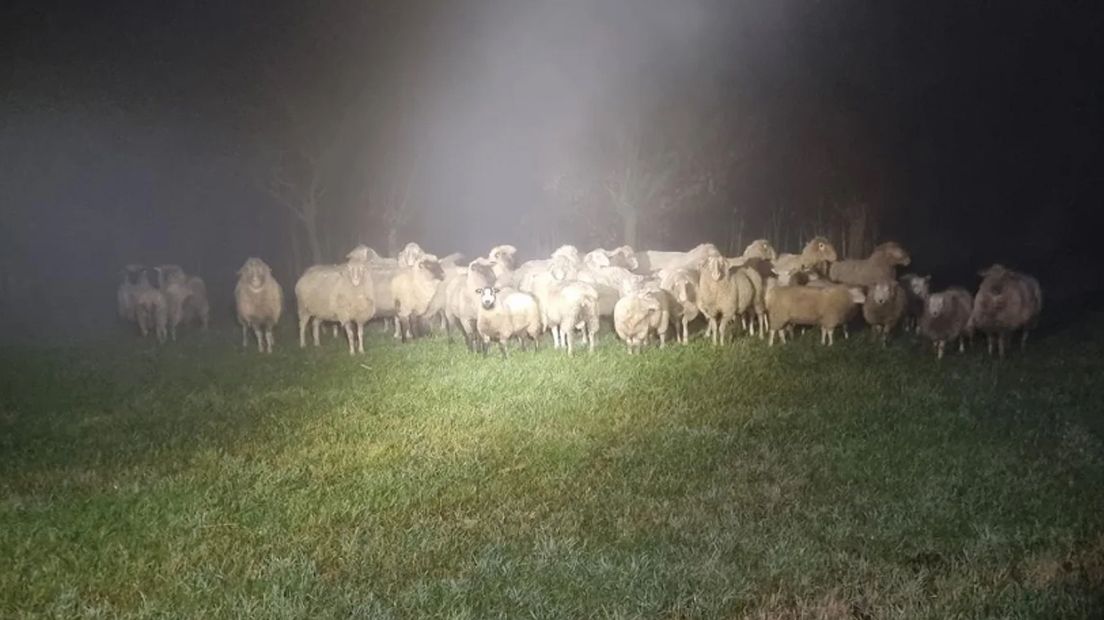 The sheep after they have been removed from the road.