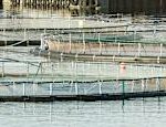 27000 salmon escaped from the breeding center only 700