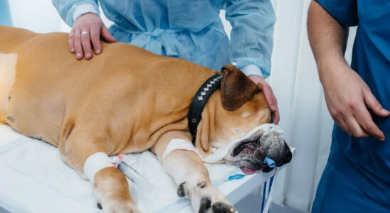 A new disease is currently affecting dogs in Europe including