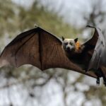 A new infectious bat coronavirus was found in China Risk