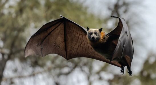 A new infectious bat coronavirus was found in China Risk