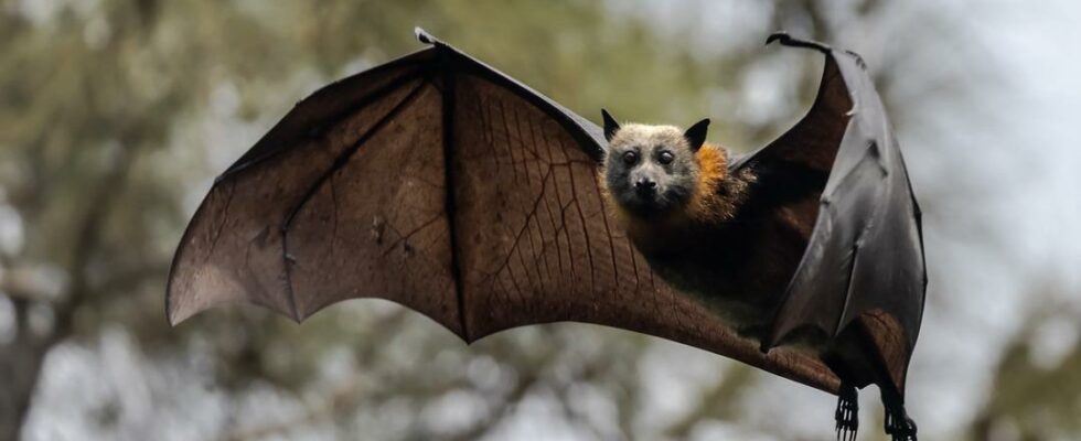 A new infectious bat coronavirus was found in China Risk