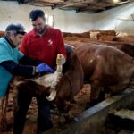 A threat among farmers… Vaccination works against Screed and Brucella