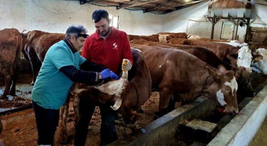 A threat among farmers… Vaccination works against Screed and Brucella