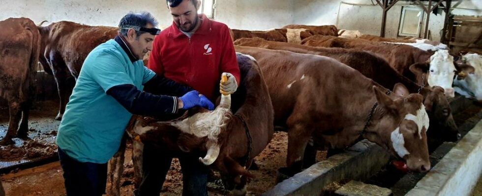 A threat among farmers… Vaccination works against Screed and Brucella