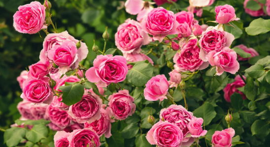 For very flowery roses in the spring here is the