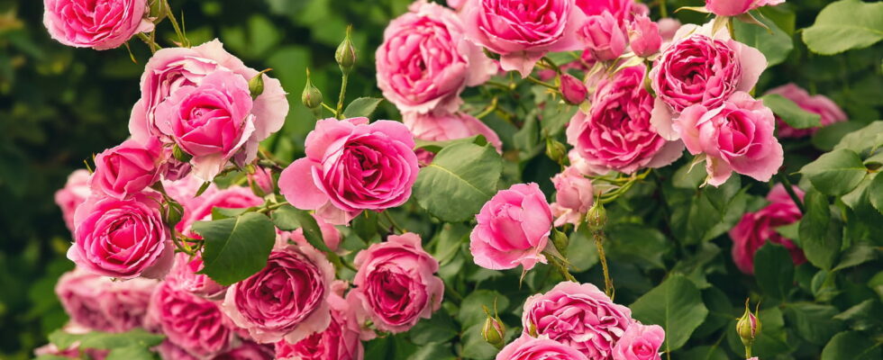 For very flowery roses in the spring here is the