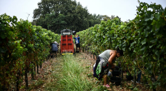 France Bordeaux wine in the midst of a crisis the