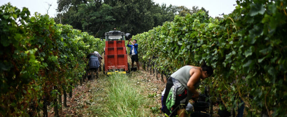 France Bordeaux wine in the midst of a crisis the