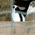 From parrot to rabbit why the petting zoo cannot do