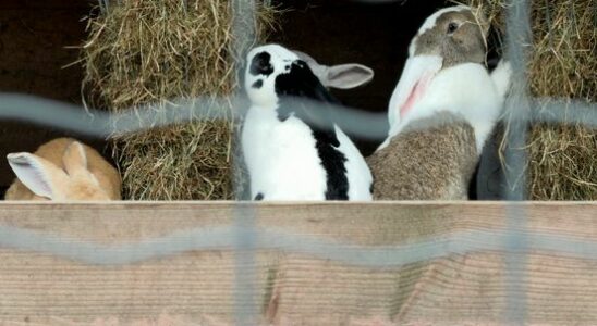 From parrot to rabbit why the petting zoo cannot do