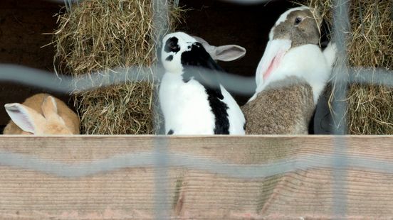 From parrot to rabbit why the petting zoo cannot do