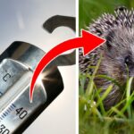 Hedgehog threatened by milder winters so you can help