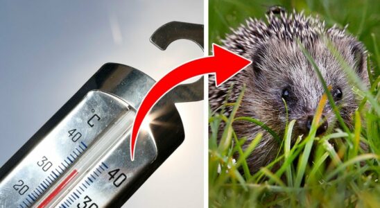 Hedgehog threatened by milder winters so you can help