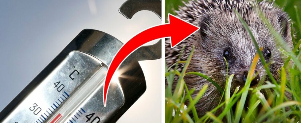 Hedgehog threatened by milder winters so you can help