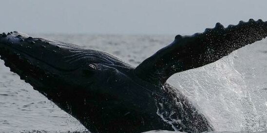 Humpback roller liberated from nets in the Baltic Sea