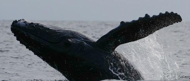 Humpback roller liberated from nets in the Baltic Sea