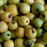 In France the search for new varieties of apples to