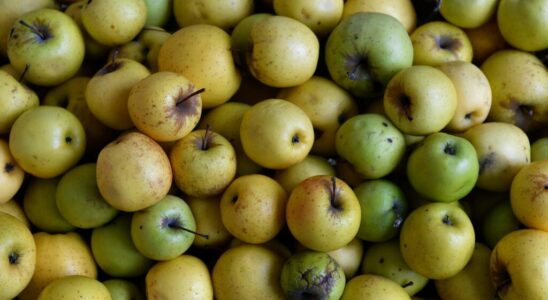 In France the search for new varieties of apples to