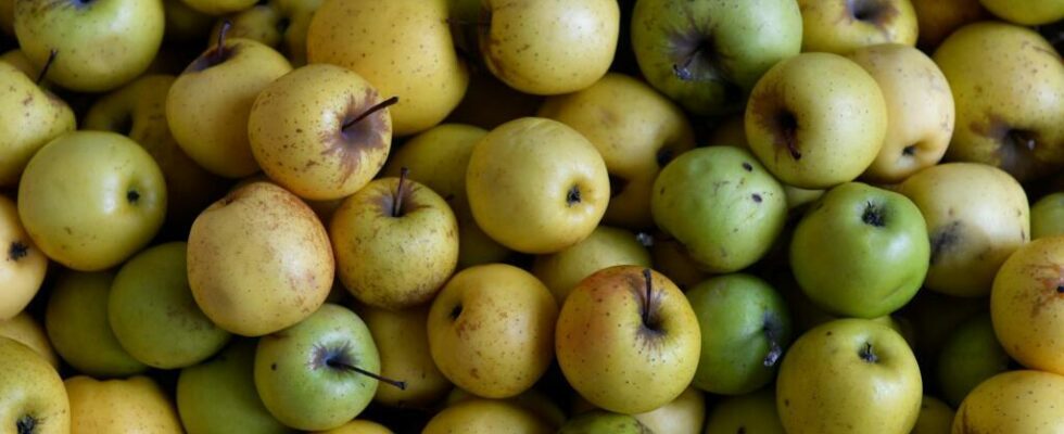 In France the search for new varieties of apples to