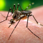 In Reunion the chikungunya epidemic intensifies on a large part