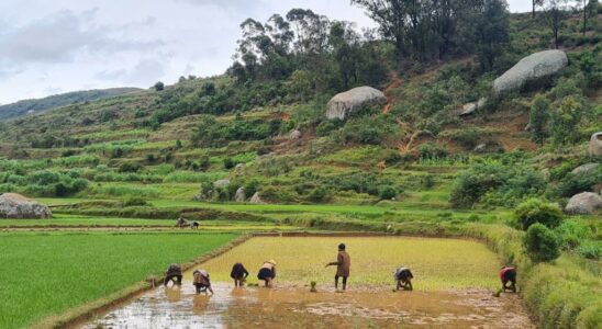 Madagascar launches the Hybrid Rice program from China