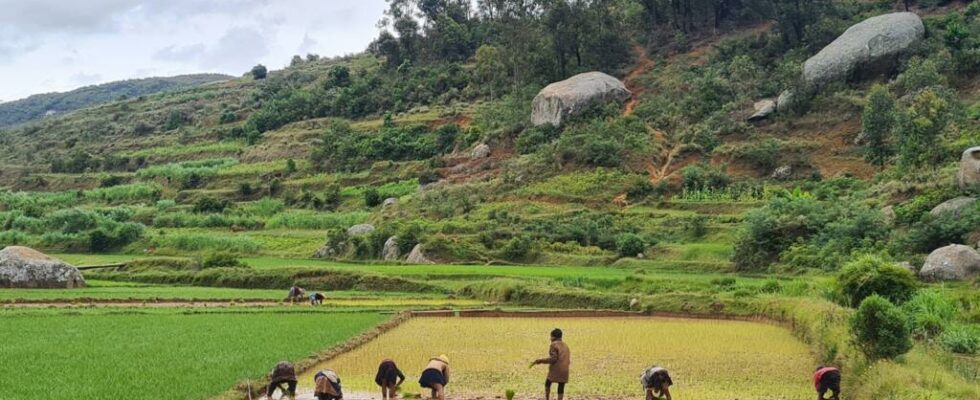 Madagascar launches the Hybrid Rice program from China