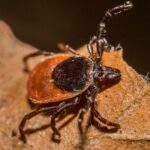 New recommendations vaccine in testing towards the end of Lyme