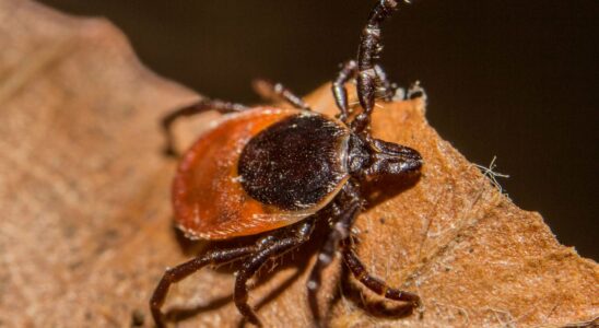 New recommendations vaccine in testing towards the end of Lyme