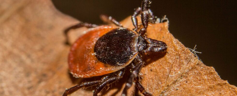 New recommendations vaccine in testing towards the end of Lyme