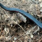 One found 102 poisonous snakes in their compost