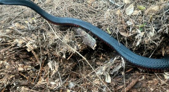 One found 102 poisonous snakes in their compost