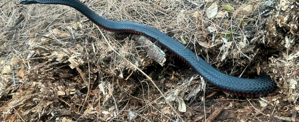 One found 102 poisonous snakes in their compost