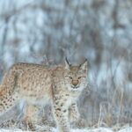 Over 80 lynx is to be shot now the