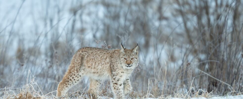 Over 80 lynx is to be shot now the