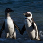 Penguins have the reputation of being particularly faithful animals But