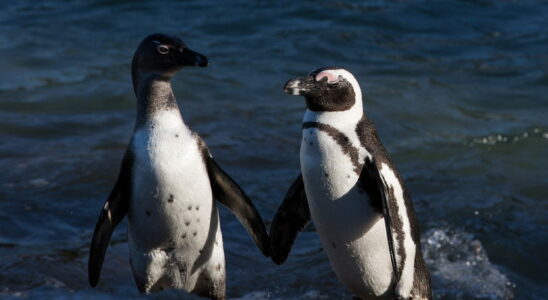 Penguins have the reputation of being particularly faithful animals But