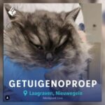 Police are looking for the owner of abused Kat Nieuwegein