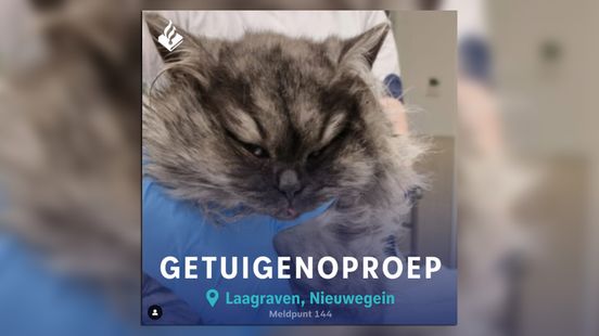 Police are looking for the owner of abused Kat Nieuwegein