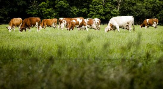 Provinces set up nitrogen committee to get the Netherlands off